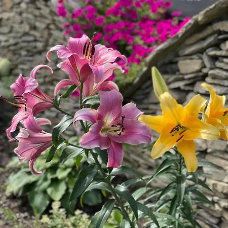 Karczma Michelle * ياركوفيتسا