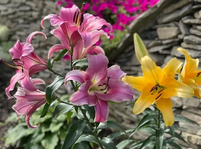 Karczma Michelle * יארקוביצה